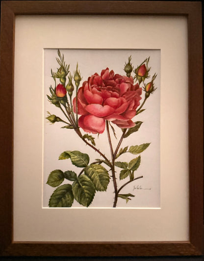 6 weeks Friday afternoon 2-4:30pm Colored pencil flower drawing class
